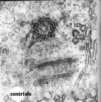 Cilia, flagella, and centrioles | Celebrate Cytochemistry | Gwen V. Childs, Ph.D.