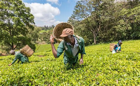 Kiambethu Tea Farm - Senstional Adventures