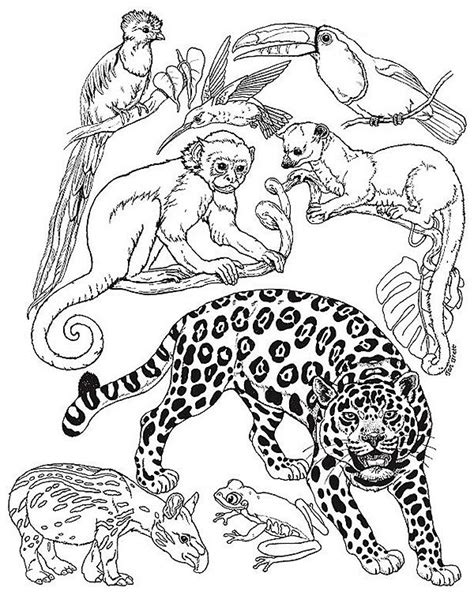 coloring pictures of animals - Bing Images | Coloriage animaux, Coloriage, Animaux de la forêt ...