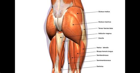 How to Treat a Pulled Gluteus Maximus | Benjamin Domb MD