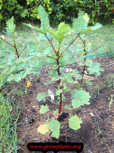 Roselle - How to grow & care