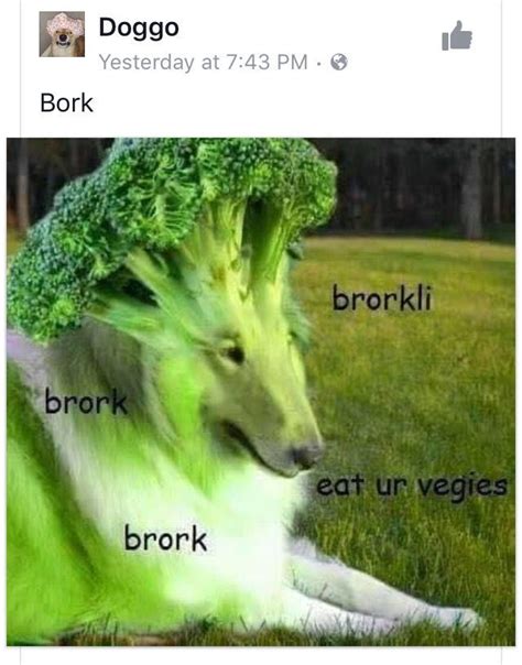 30 VERY Funny Broccoli Memes | Funny animal memes, Funny pictures ...