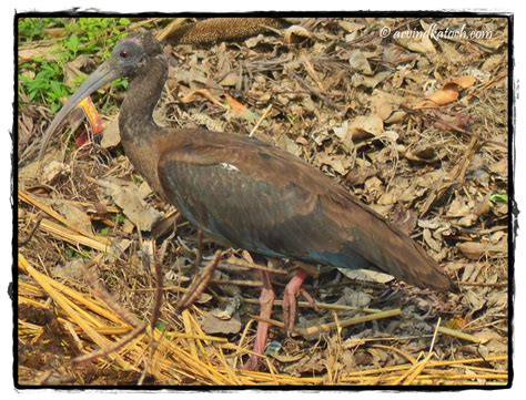 Indian Black Ibis (Pseudibis papillosa) Pictures and Detail