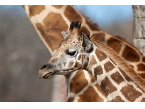 All About Giraffes