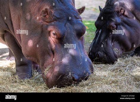 Hippopotamus eat grass (Hippopotamus amphibious Stock Photo - Alamy