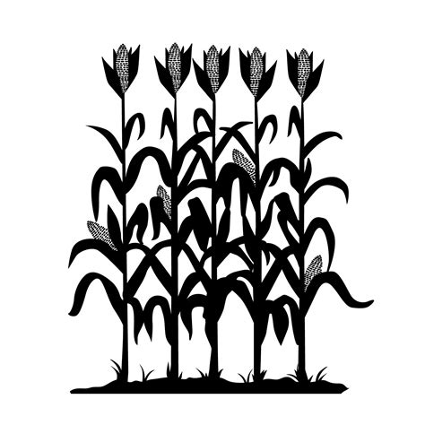 Corn Stalk Vector at GetDrawings | Free download