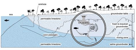 Texas A&M-Galveston Team Finds Cave Organisms Living Off Methane Gas - Texas A&M Today