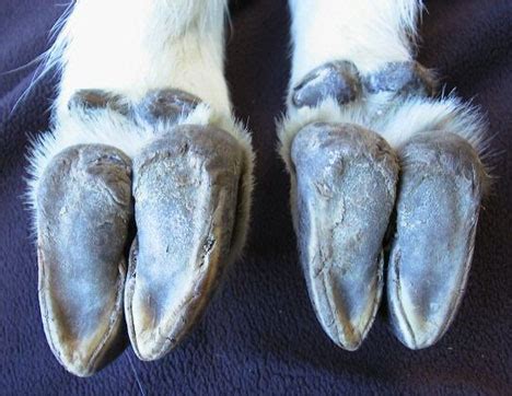 LinkNotes: The Hooves of the Mountain Goat