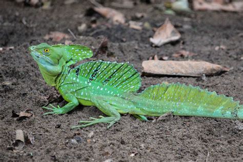 Plumed Basilisk l Astonishing Reptile - Our Breathing Planet