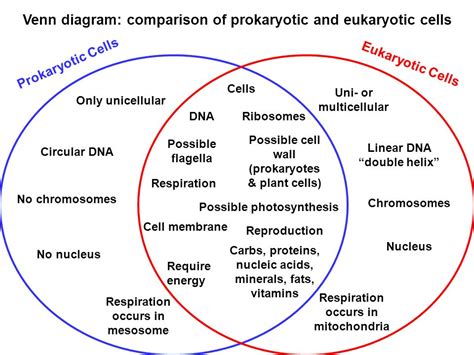 Prokaryotic Eukaryotic Cell Venn Diagram