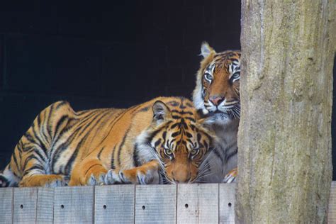 Tigers ZSL London Zoo | Tigers ZSL London Zoo | Flickr