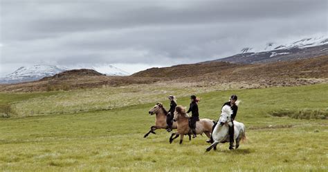 Horse Riding Tour from Akureyri | Guide to Iceland