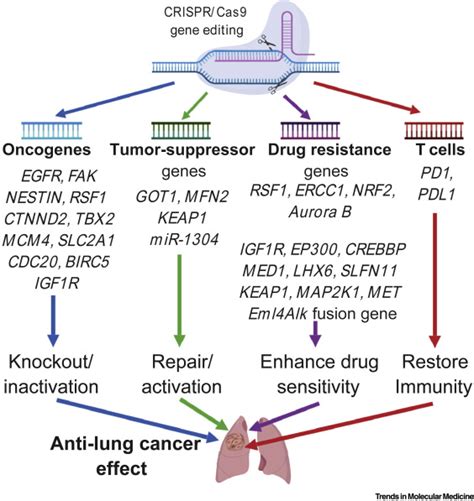 Applications of CRISPR/Cas9 Technology in the Treatment of Lung Cancer: Trends in Molecular Medicine