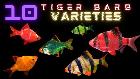 10 Tiger Barb Varieties - YouTube