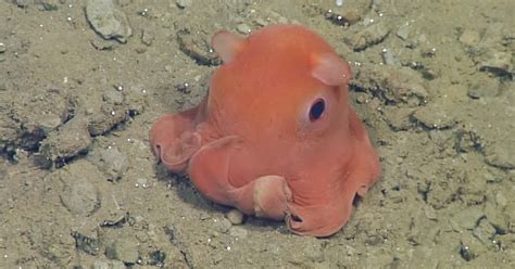 This Octopus Is So Adorable That Scientists Might Name It ‘Adorabilis ...