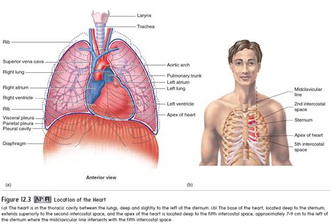 Size, Form, and Location of the Heart