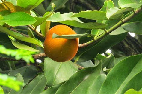 Photography with Dr. Ernie.: Kamagong (Diospyros blancoi) tree with fruits (Mabolos)