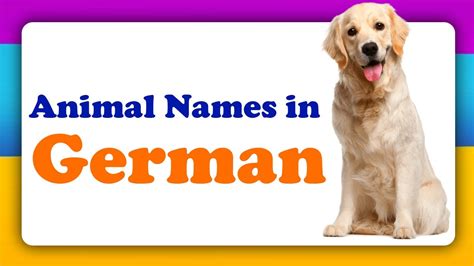 Animal names in German | Animals in German | Name of animals in German | Language of Germany ...