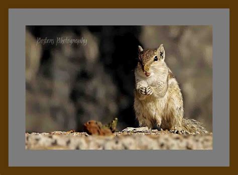 Fine Art for Sale - Posters Photography - Indian Squirrel