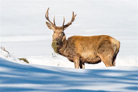 Premium Photo | Deer portrait in the snow background