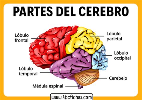 Estructura del cerebro humano - ABC Fichas