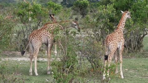 Giraffes, Kenya - Stock Video Clip - K007/3113 - Science Photo Library