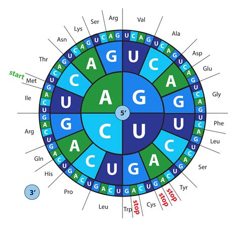 Blue Heron Biotech, LLC - Gene Synthesis - Codon Optimization