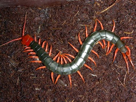 7 Most Dangerous Centipedes You Should Watch Out For Lest You Die ...