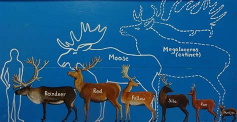 Cool Reindeer Facts You Didn't Know - Orlando Science Center