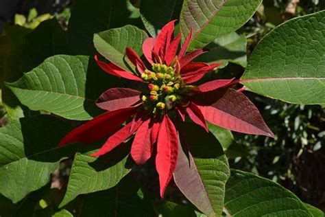 How to Care for Poinsettias After the Holidays | Gardener's Path