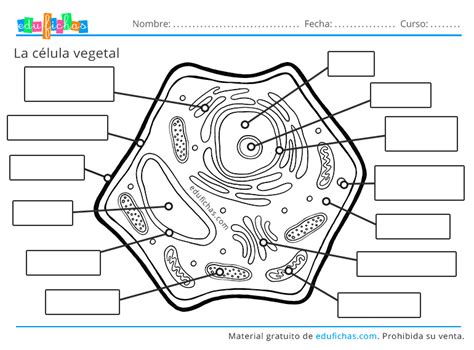 La Célula Animal y Célula Vegetal. Diferencias, Orgánulos y Funciones.