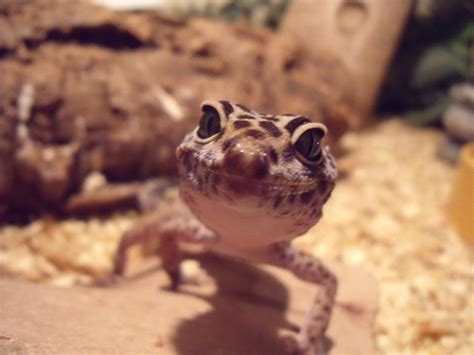 Smiling leopard gecko | Flickr - Photo Sharing!