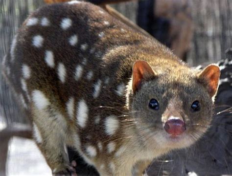 Tiger Quoll (Dasyurus maculatus)