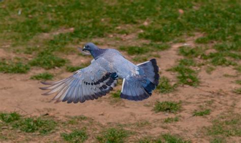 Premium Photo | Pigeon in flight tippler or homing pigeon flying over a green field pigeon ...