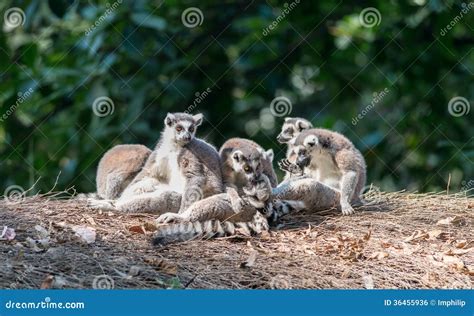 Aye-aye family stock photo. Image of mammals, grass, ayeaye - 36455936