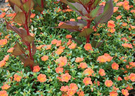 Old purslane has new value in summer heat | Mississippi State University Extension Service