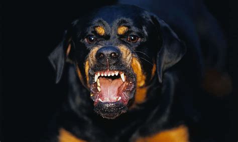 Disfigured child rushed to hospital following Rottweiler attack ...