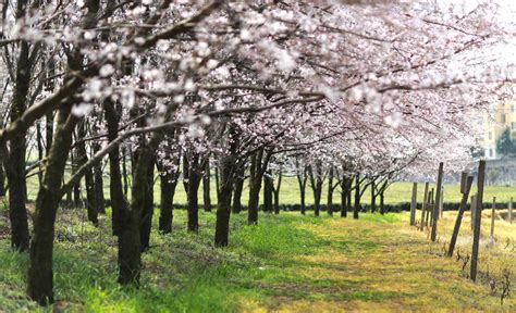 Tourists flock to massive cherry tree grove in Guizhou - China Plus