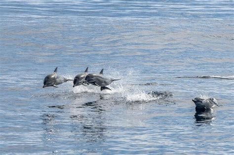 Premium Photo | Common dolphin jumping outside the ocean