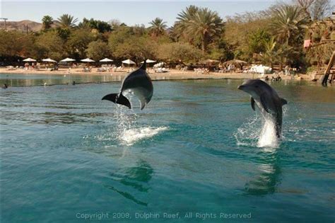 Dolphin Reef Eilat Introductory Dive in Eilat, Eilat, Israel | Dolphin ...