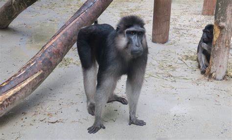 Booted Macaque (Macaca ochreata) - ZooChat