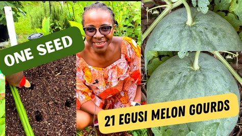 How to Grow Egusi Melon from Seeds in the USA (Citrullus lanatus ...