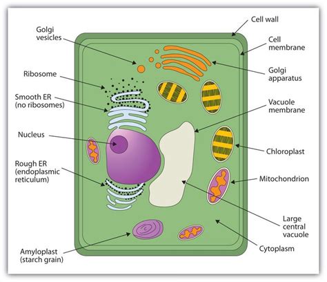 Membranes and Membrane Lipids | Plant and animal cells, Cell diagram, Plant cell