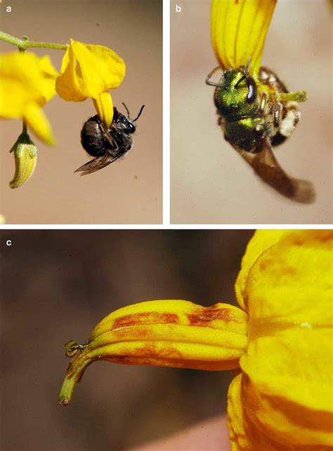 Pollinators and their marks on Solanum peruvianum flowers. (a) Colletes ...