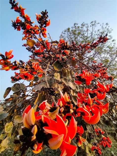 Palash tree flowers stock image. Image of farm, flowers - 243065109