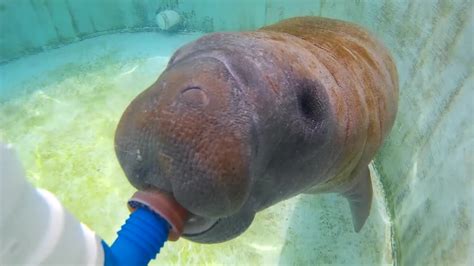 Rescued baby manatee gets bottle-fed