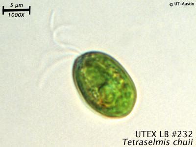 UTEX LB 232 Tetraselmis chuii | UTEX Culture Collection of Algae