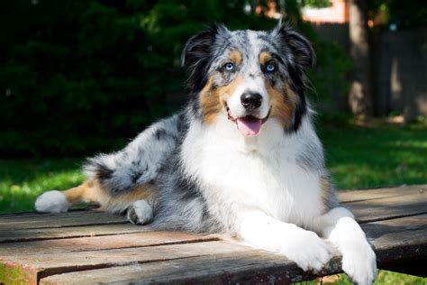 These Are the Most Popular Dog Breeds in the U.S. | Dog breeds medium, Medium sized dogs breeds ...