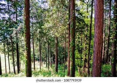 Japanese Cypress Forest Saitama Japan Stock Photo (Edit Now) 1087793939