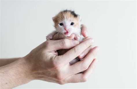 How to Determine a Kitten's Age — Kitten Lady